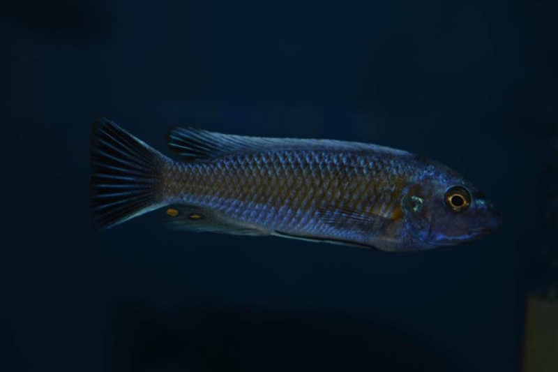 Labeotropheus trewavasae 'Manda'